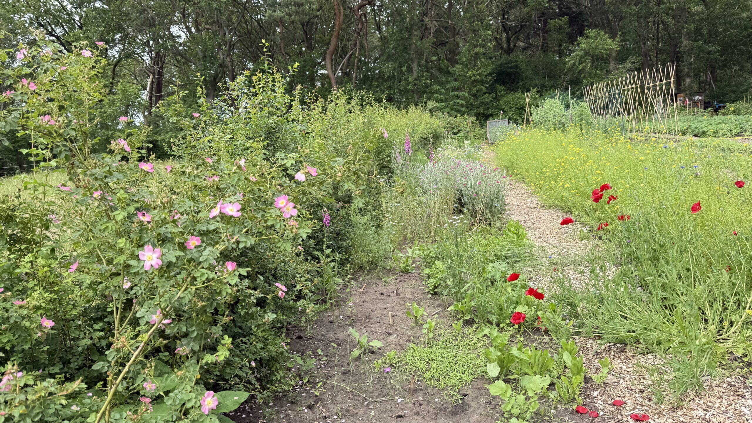 Heg moestuin arrien